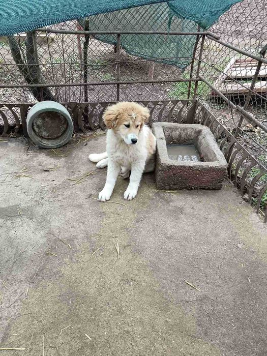 Мъжко и женско - кучета на пет месеца