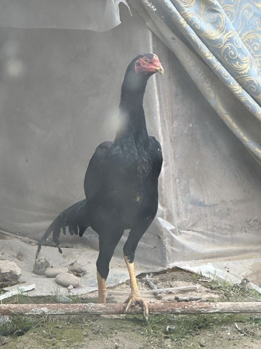 Bobo joja kareya toza 6 oylik