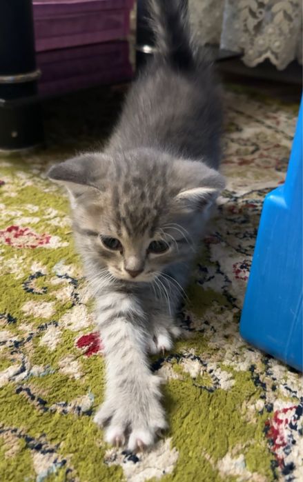 Британские котята