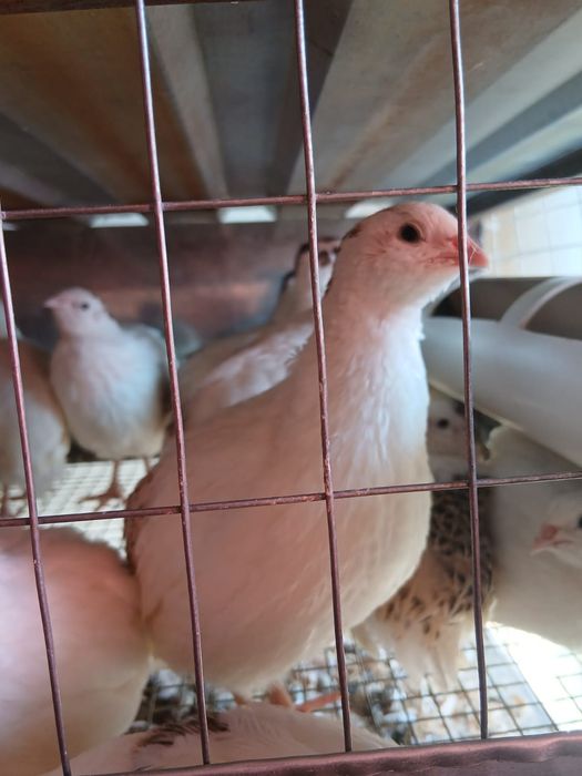 в продаже перепелинные яйца