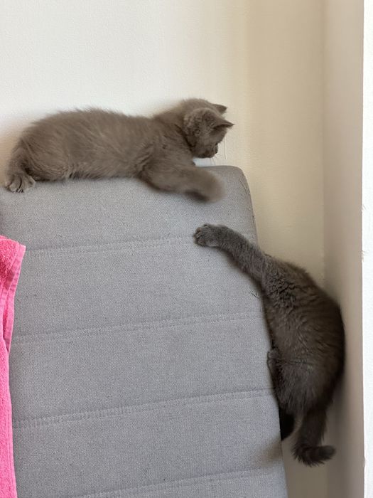 Котята Британские