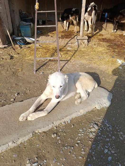 Азиатской Алабай