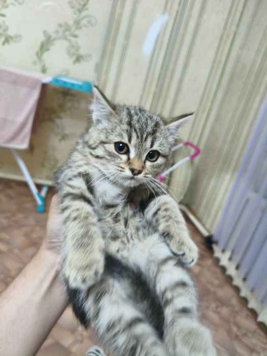Отдам котёнка в добрые руки