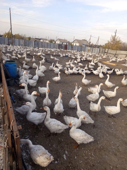Продажа живых гусей
