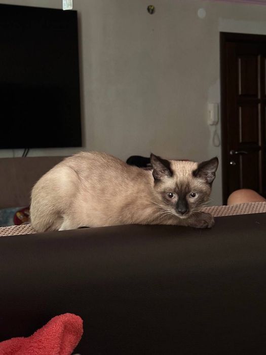 котенок сиомец 3 мес в добрые руки