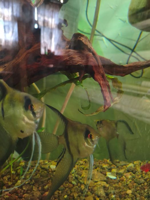 Рыбка Скалярия. Вуалевые.