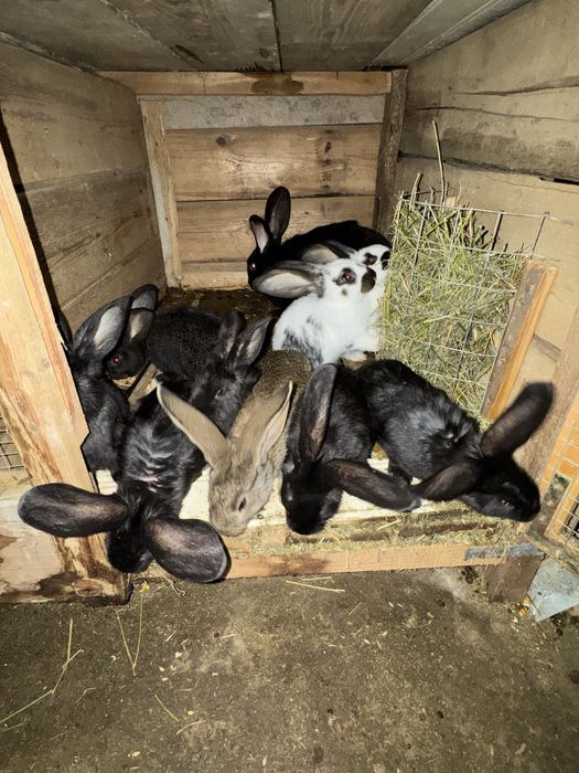 Iepurași metisi uriaș german cu fluture german de vânzare.