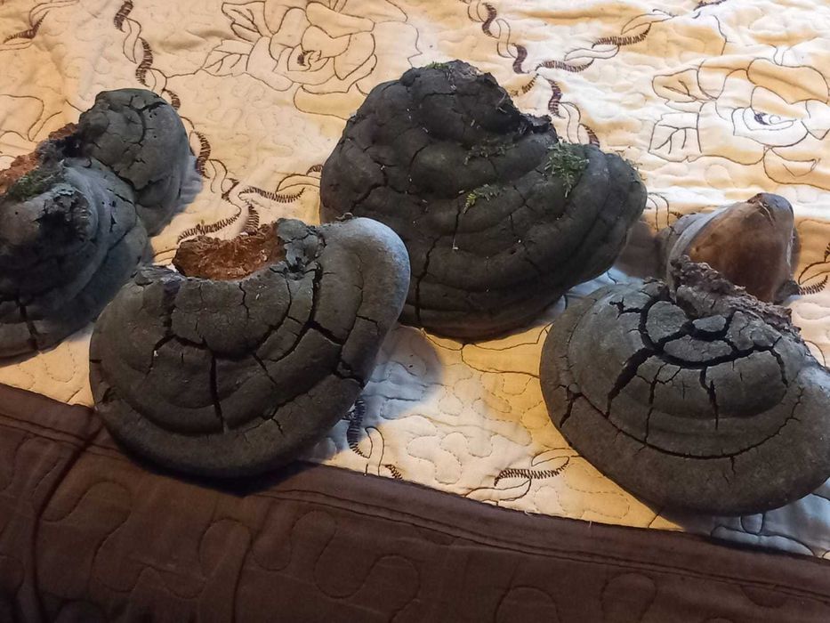 Phelinus robustus medicinala