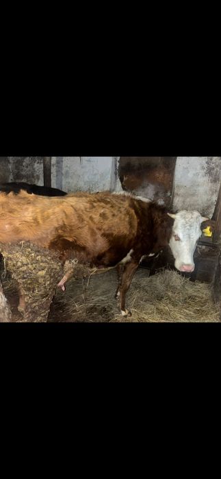 Продам корову молочную