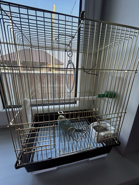 девочка папугай радужный.