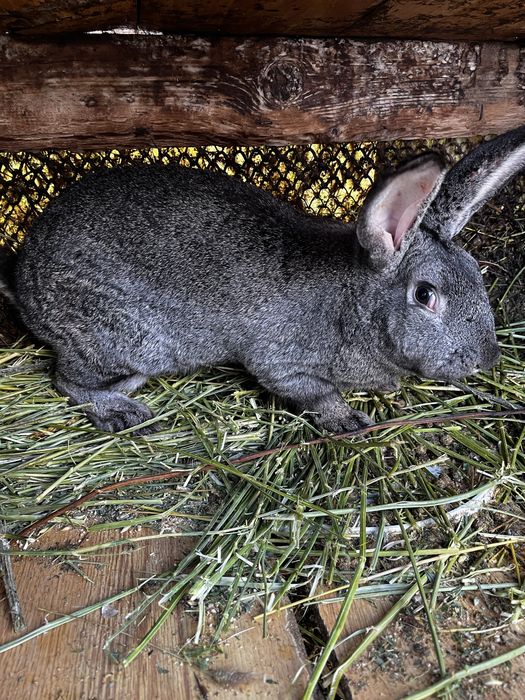 продам 5 кролов мальчиков