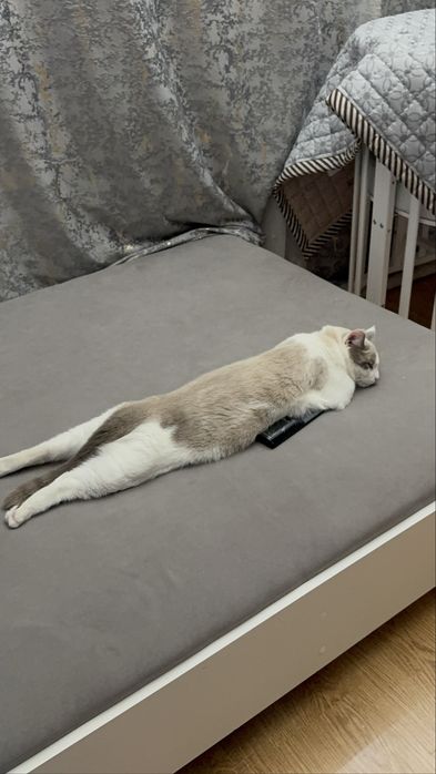 Кот  Космос ищет добрый дом!