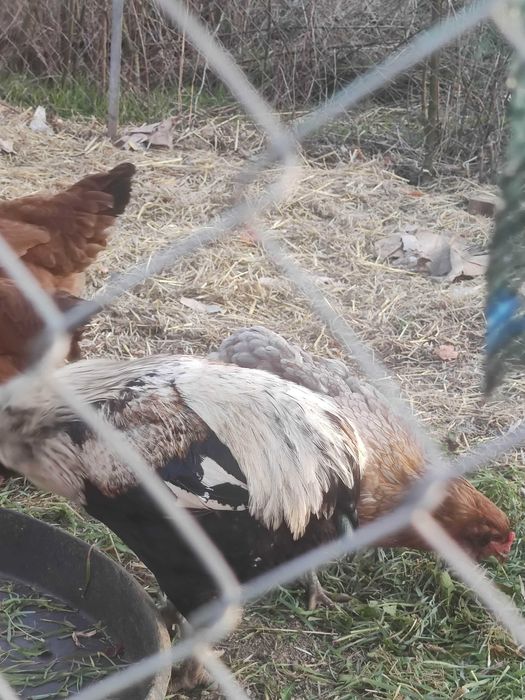 Oua pentru incubat araucana (verzi)