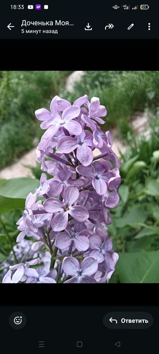 Цветы сирени штучно