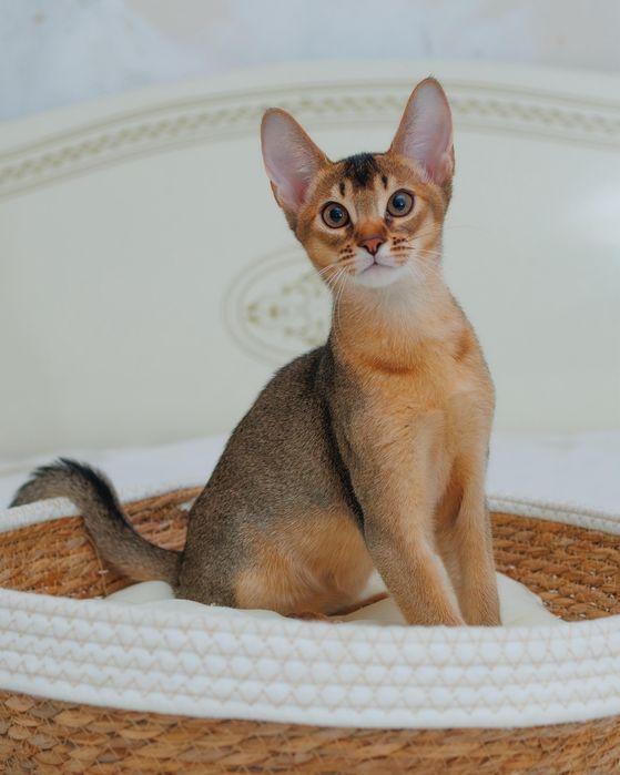 Абиссинский котенок