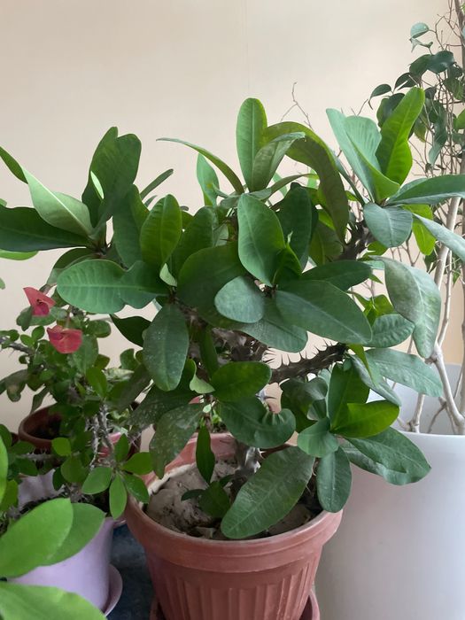 Разные домашние ростения