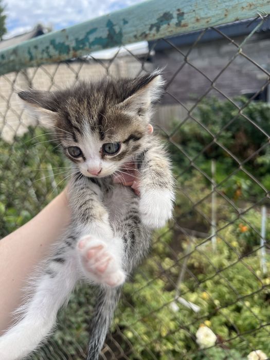 Отдам котят в добрые руки