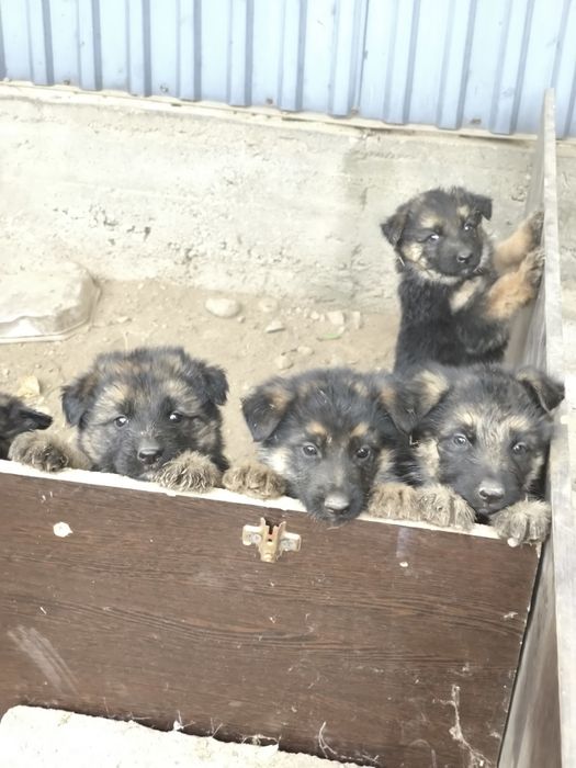 Продам щенков немецкой овчарки