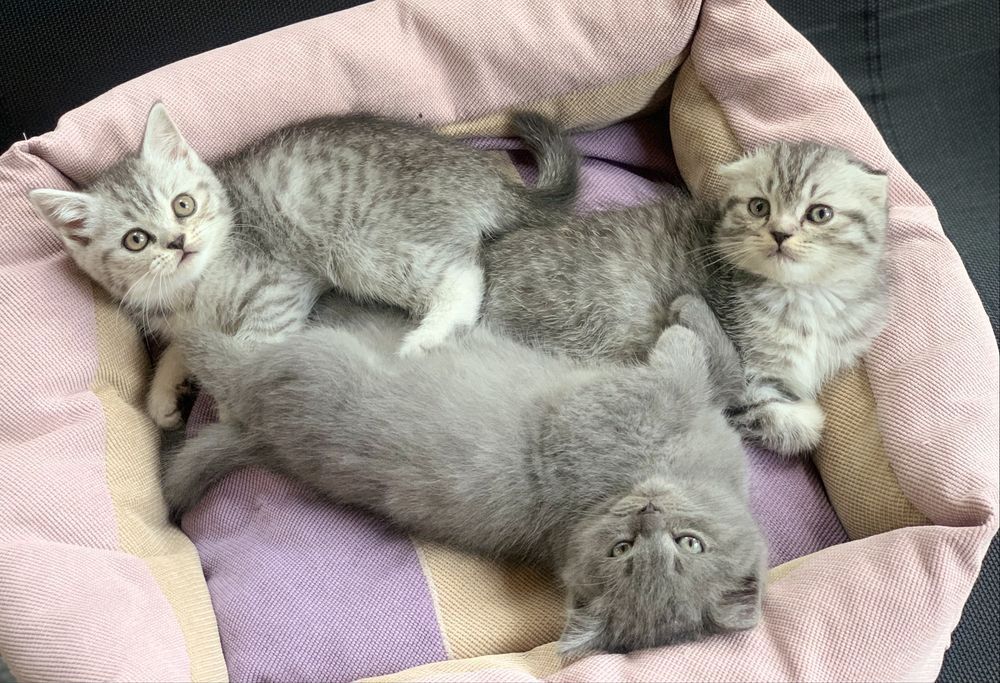 Британские котята