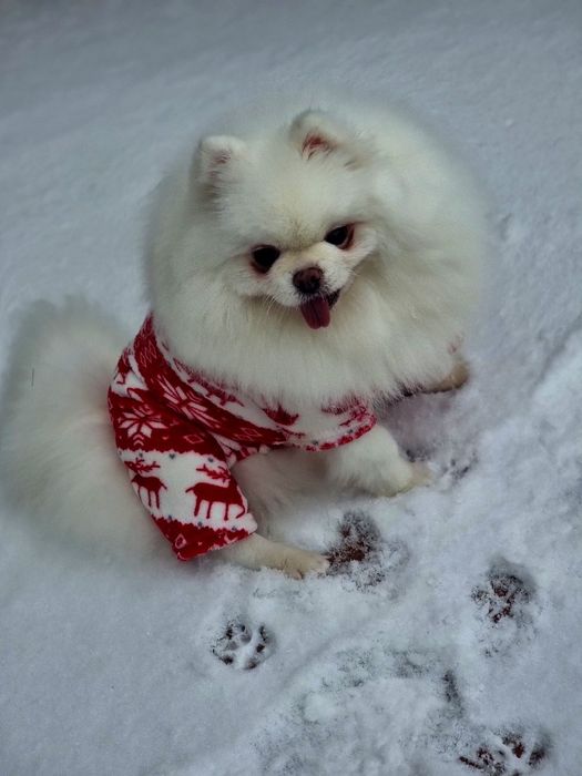 Щенки померанского шпица