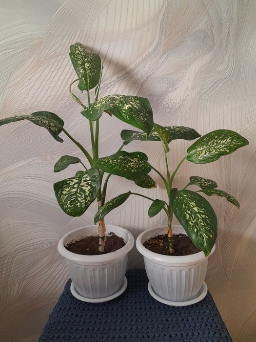 Дифинбахия домашние дерево