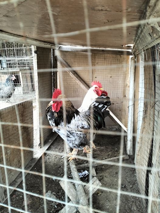 Қораздар бар сатылатын