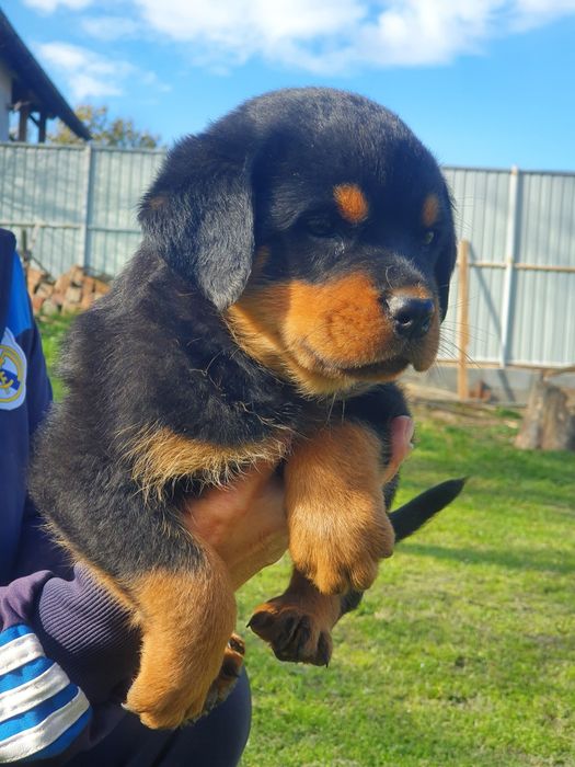 Pui Rottweiler cu Pedigree