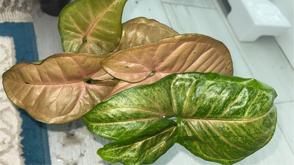 сингониумы по 500 тенге