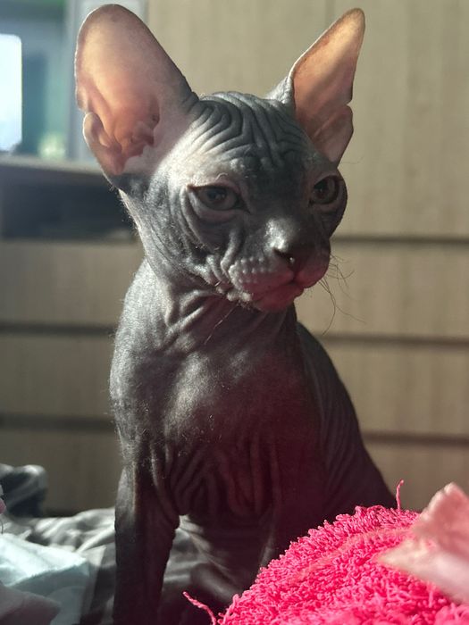 Котенок породы велюровый