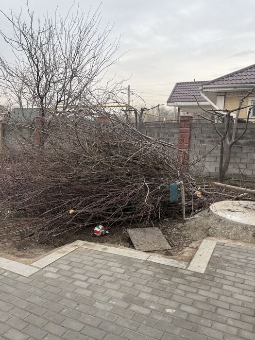 Дрова ветки сухие отдам даром