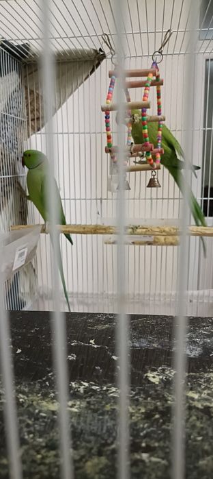 Ожереловый попугай.