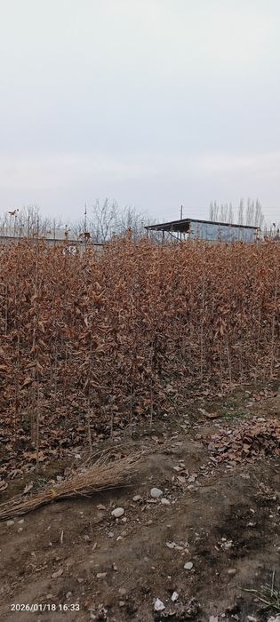 Chinor koʻchatlar sotiladi.