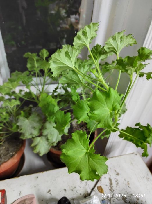 Цветы комнатные в горшках