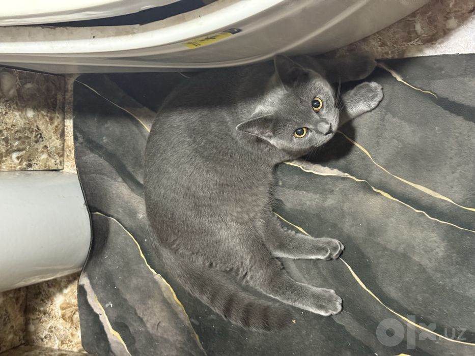 Кошки скотч фолд и страйк
