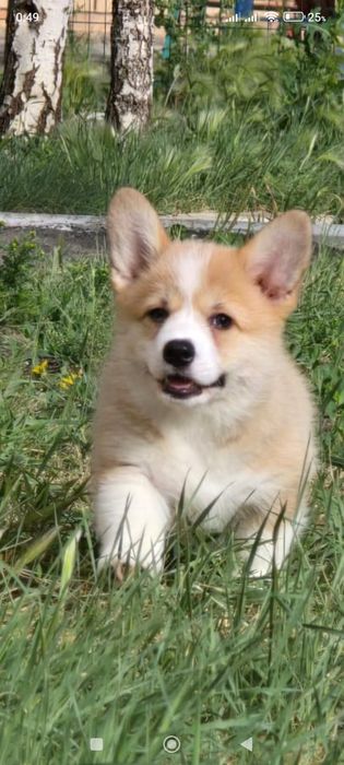 Продам щенков вельш корги пемброк