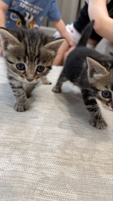 Бенгальские котята