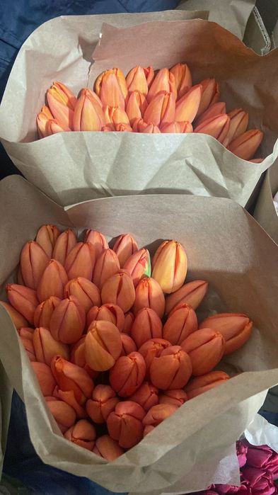 Тюльпаны оптом и в розницу