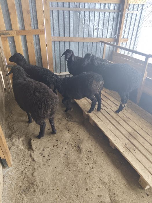 Овцы бараны домашние