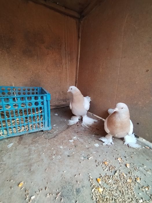 Tasman qushlar Sotiladi