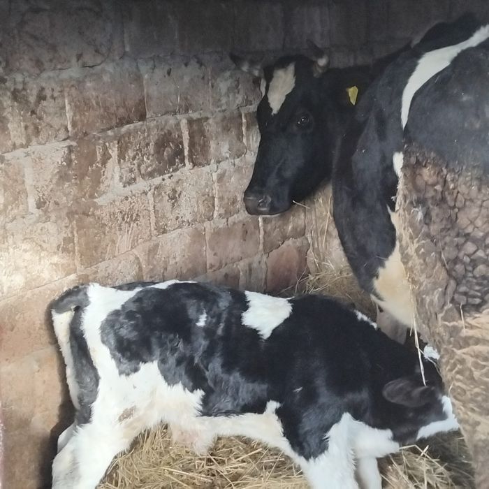 Vând vaca cu tot cu vițel