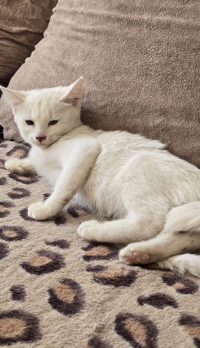 Котята в хорошие руки