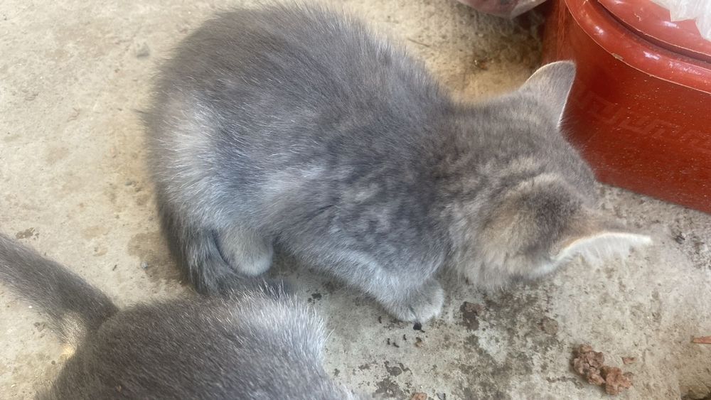 Отдаю котят в добрые руки
