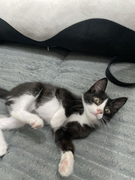 Отдам котенка в добрые руки(мальчик)