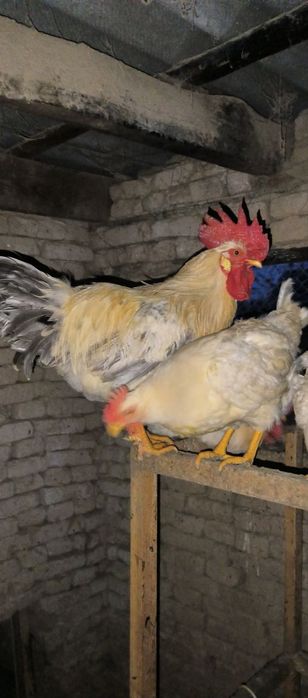 Питухи, в наличии 8 штук