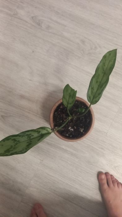 Гарантия цветы живые