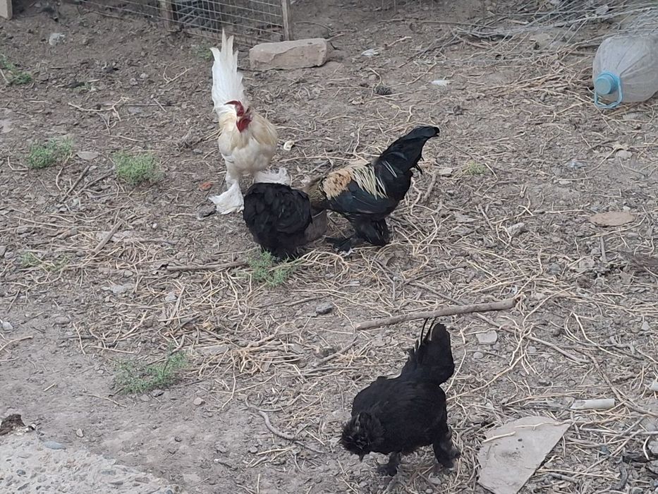 Yapon tovuq va xórozchalar
