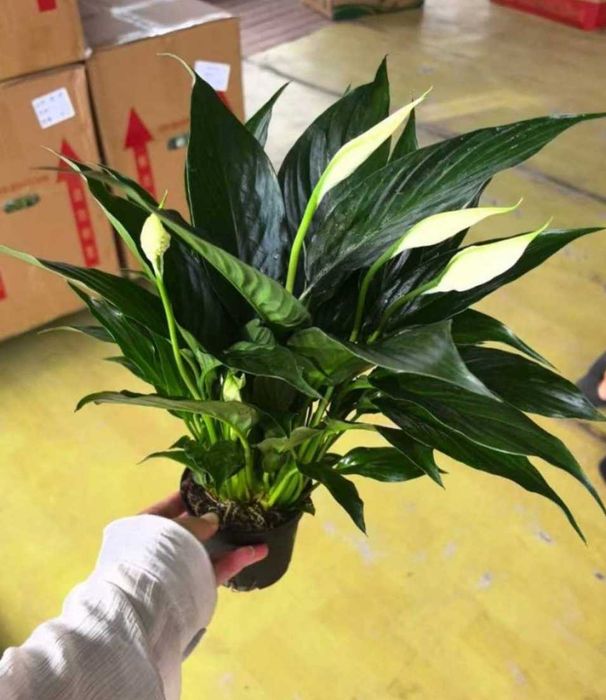 Спатифилиумы разных размеров