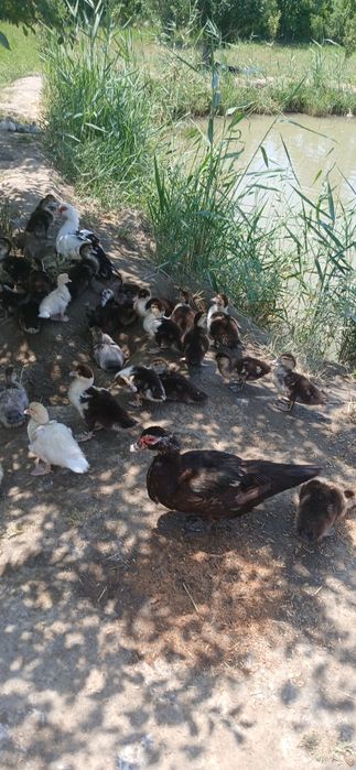Индаутка жужалари сотилади