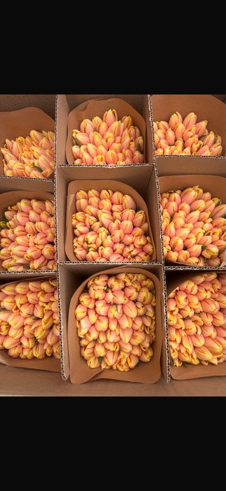 Тюльпаны по 690 премиум