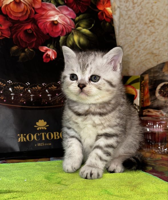 Котята британская шиншилла и скоттиш фолд